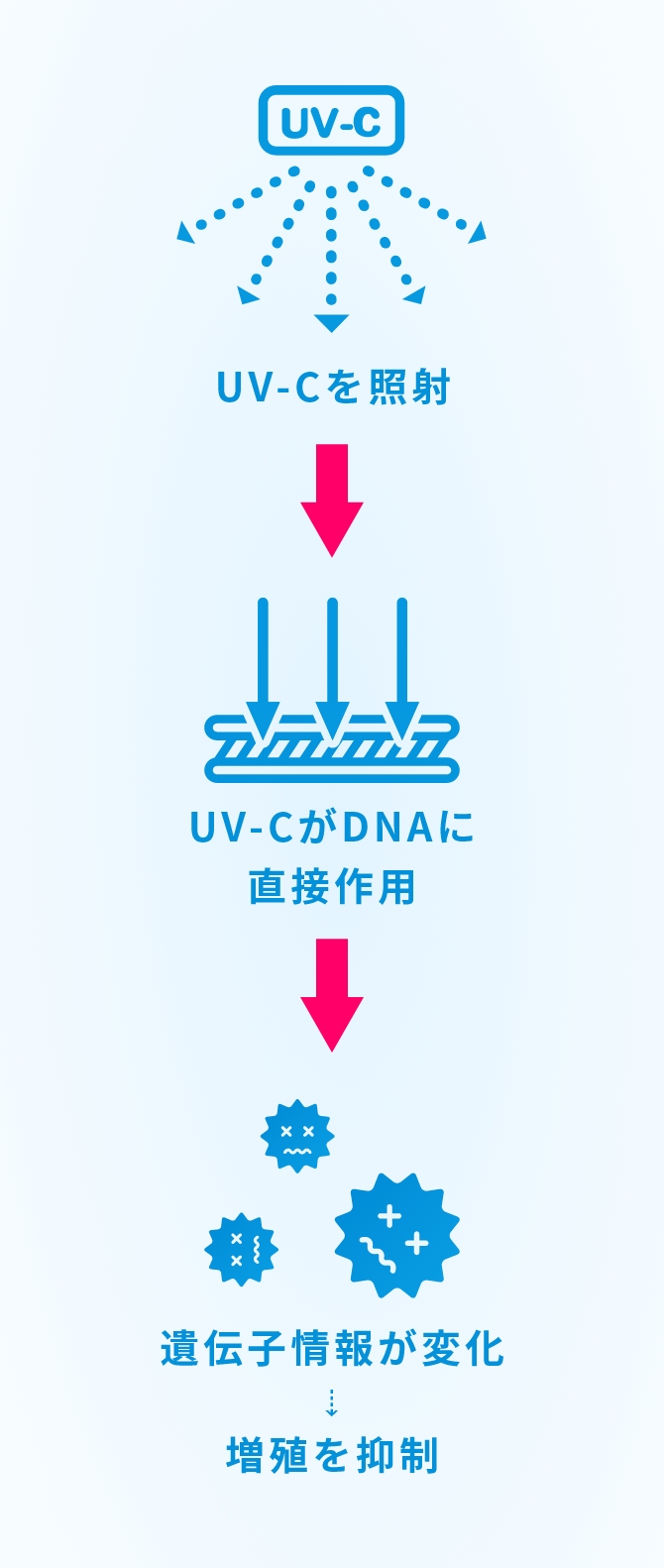 UV-Cを照射、UV-CがDNSに直接作用、遺伝子情報が変化→増殖を抑制